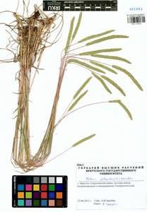 Phleum phleoides (L.) H.Karst., Siberia, Baikal & Transbaikal region (S4) (Russia)