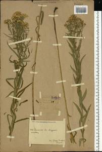 Galatella sedifolia subsp. sedifolia, Eastern Europe, Eastern region (E10) (Russia)