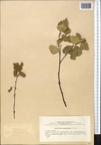 Betula pendula Roth, Middle Asia, Northern & Central Kazakhstan (M10) (Kazakhstan)