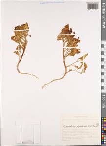 Physochlaina physaloides (L.) G. Don, Siberia, Altai & Sayany Mountains (S2) (Russia)