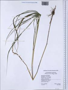 Calamagrostis canescens (Weber) Roth, Western Europe (EUR) (Germany)