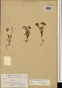 Valerianella cymbicarpa C. A. Mey., Caucasus, Armenia (K5) (Armenia)