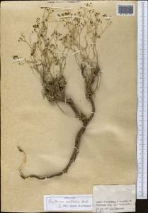 Bupleurum exaltatum M.Bieb., Middle Asia, Western Tian Shan & Karatau (M3) (Kazakhstan)