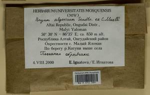 Ptychostomum compactum Hornsch., Bryophytes, Bryophytes - Western Siberia (including Altai) (B15) (Russia)