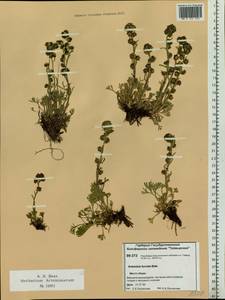 Artemisia furcata M. Bieb., Siberia, Central Siberia (S3) (Russia)
