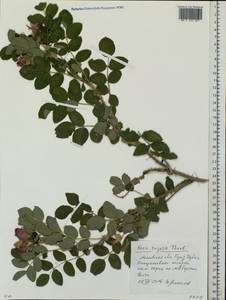Rosa rugosa Thunb., Eastern Europe, Moscow region (E4a) (Russia)