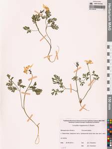 Corydalis magadanica A.P.Khokhr., Siberia, Chukotka & Kamchatka (S7) (Russia)