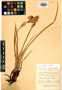 Iris lactea f. biglumis (Vahl) Kitag., Siberia, Altai & Sayany Mountains (S2) (Russia)