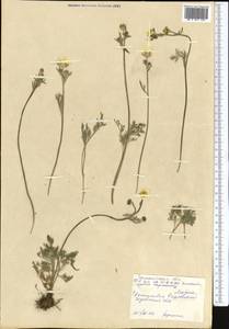 Ranunculus regelianus Ovcz., Middle Asia, Western Tian Shan & Karatau (M3) (Kazakhstan)