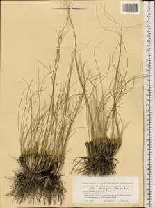 Stipa lessingiana Trin. & Rupr., Eastern Europe, Volga-Kama region (E7) (Russia)