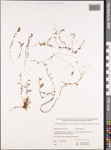 Micranthes nudicaulis, Siberia, Chukotka & Kamchatka (S7) (Russia)