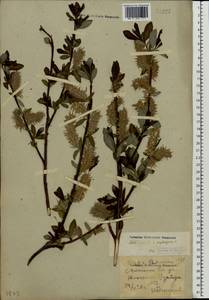 Salix ×laurina Sm., Eastern Europe, Volga-Kama region (E7) (Russia)