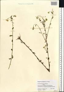 Erigeron annuus (L.) Pers., Eastern Europe, North-Western region (E2) (Russia)