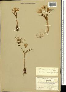 Colchicum triphyllum Kunze, Crimea (KRYM) (Russia)
