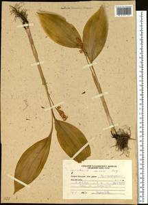 Convallaria keiskei Miq., Siberia, Russian Far East (S6) (Russia)