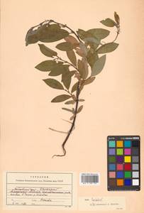 Salix hastata L., Siberia, Russian Far East (S6) (Russia)