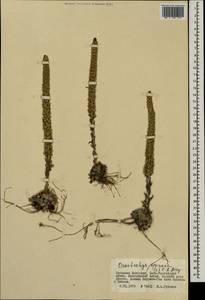 Orostachys spinosa (L.) Mey. ex A. Berger, Mongolia (MONG) (Mongolia)