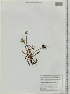 Taraxacum arcticum (Trautv.) Dahlst., Siberia, Central Siberia (S3) (Russia)