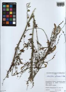 KUZ 001 028, Melilotus officinalis (L.)Pall., Siberia, Altai & Sayany Mountains (S2) (Russia)