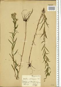 Achillea salicifolia subsp. salicifolia, Eastern Europe, Moscow region (E4a) (Russia)