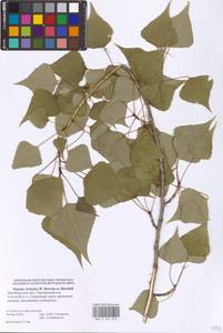 Populus deltoides W. Bartram ex Marshall, Eastern Europe, Eastern region (E10) (Russia)