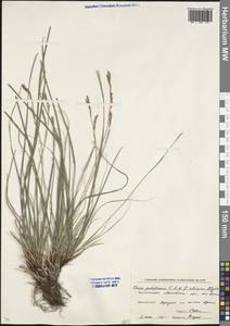 Carex pediformis C.A.Mey., Eastern Europe, Moscow region (E4a) (Russia)