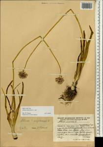 Allium senescens L., Siberia, Russian Far East (S6) (Russia)