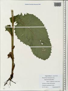Crepis sibirica L., Eastern Europe, Eastern region (E10) (Russia)