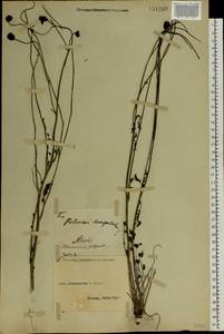 Poterium sanguisorba L., Eastern Europe, South Ukrainian region (E12) (Ukraine)