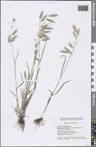 Bromus squarrosus L., Eastern Europe, Central forest-and-steppe region (E6) (Russia)