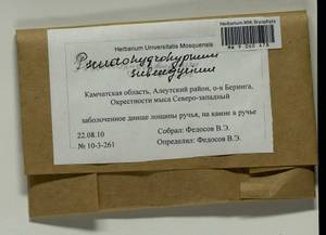 Pseudohygrohypnum subeugyrium (Renauld & Cardot) Ignatov & Ignatova, Bryophytes, Bryophytes - Chukotka & Kamchatka (B21) (Russia)