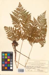 Dryopteris amurensis (Milde) Christ, Siberia, Russian Far East (S6) (Russia)