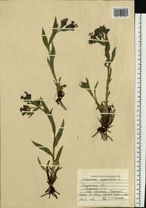 Pulmonaria angustifolia L., Eastern Europe, Central region (E4) (Russia)