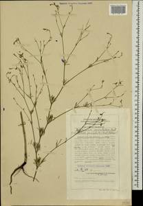 Delphinium consolida subsp. paniculatum (Host) N. Busch, Caucasus, Stavropol Krai, Karachay-Cherkessia & Kabardino-Balkaria (K1b) (Russia)