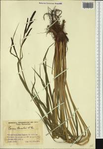 Carex buekii Wimm., Western Europe (EUR) (Romania)