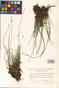 Equisetum variegatum Schleich., Eastern Europe, Moscow region (E4a) (Russia)