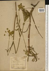 Silphiodaucus prutenicus subsp. prutenicus, Eastern Europe, Central region (E4) (Russia)