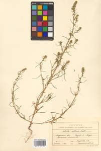 Salsola collina Pall., Siberia, Russian Far East (S6) (Russia)