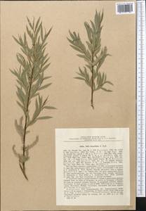 Salix blakii Görz, Middle Asia, Pamir & Pamiro-Alai (M2) (Uzbekistan)