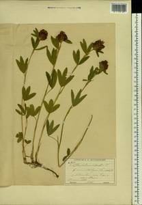 Trifolium alpestre L., Eastern Europe, Moscow region (E4a) (Russia)