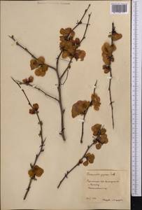 Chaenomeles japonica (Thunb.) Lindl. ex Spach, Middle Asia, Karakum (M6) (Turkmenistan)