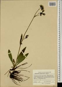 Hieracium sparsum subsp. macrolepis (Boiss.) Zahn, Caucasus, Stavropol Krai, Karachay-Cherkessia & Kabardino-Balkaria (K1b) (Russia)
