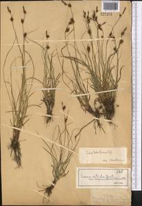 Carex turkestanica Regel, Middle Asia, Muyunkumy, Balkhash & Betpak-Dala (M9) (Kazakhstan)