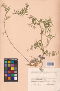 Vicia cracca L., Eastern Europe, Eastern region (E10) (Russia)