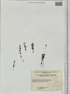 Androsace bungeana Schischk. & Bobrov, Siberia, Russian Far East (S6) (Russia)