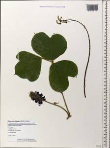 Pueraria montana var. lobata (Willd.)Sanjappa & Pradeep, Caucasus, Black Sea Shore (from Novorossiysk to Adler) (K3) (Russia)