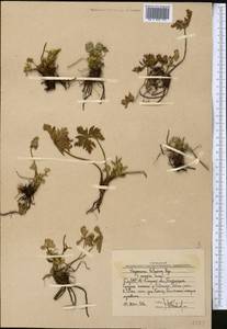Trollius lilacinus Bunge, Middle Asia, Western Tian Shan & Karatau (M3) (Uzbekistan)