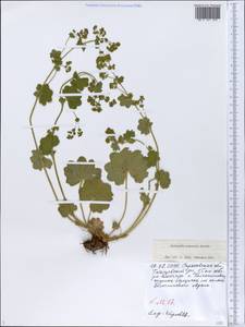 Alchemilla nemoralis Alechin, Eastern Europe, Lower Volga region (E9) (Russia)