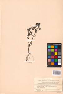 MHA 0 161 904, Odontites vulgaris Moench, Eastern Europe, North Ukrainian region (E11) (Ukraine)