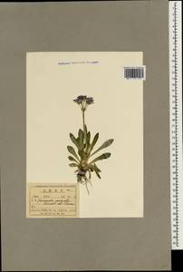 Primula modesta Bisset & Moore, South Asia, South Asia (Asia outside ex-Soviet states and Mongolia) (ASIA) (North Korea)